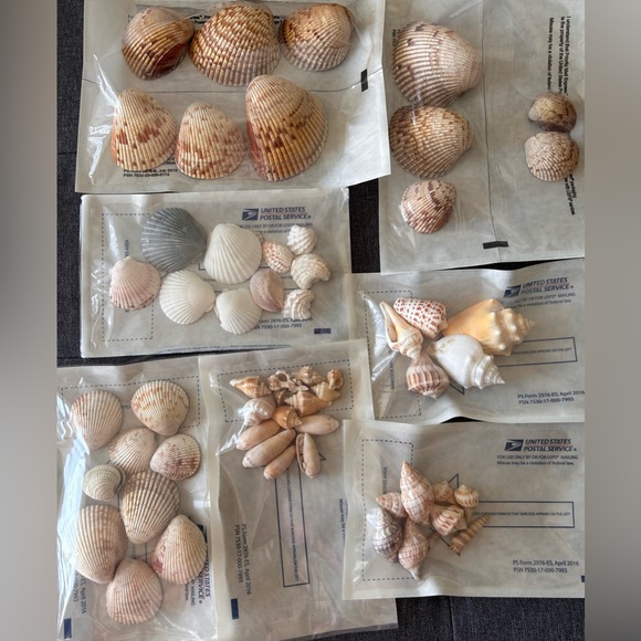 Perfect Seashell Package - All Shells Pictured - Picture 9 of 9